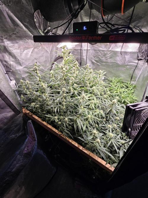 First Time in Coco... Send Help. Week 8