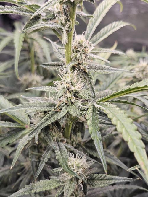 First Time in Coco... Send Help. Week 8