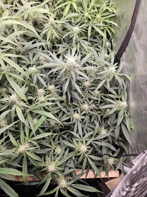 First Time in Coco... Send Help. Week 8