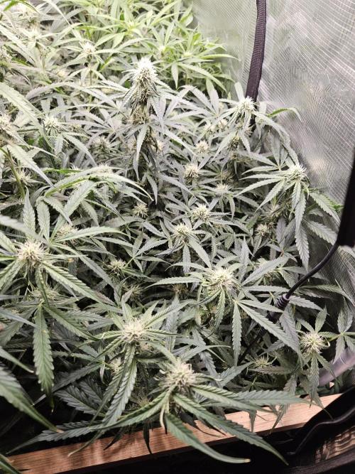 First Time in Coco... Send Help. Week 8