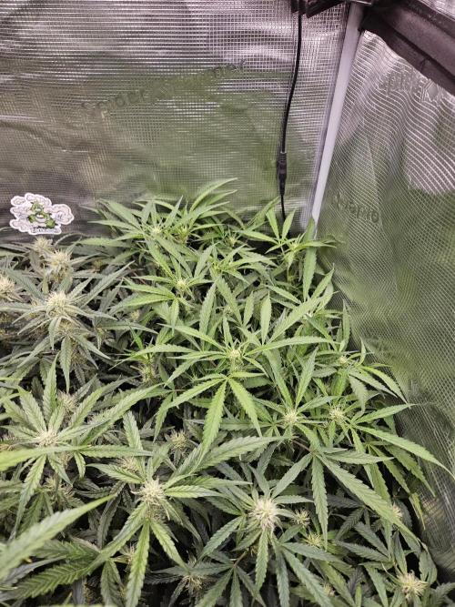 First Time in Coco... Send Help. Week 8