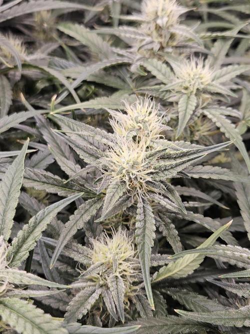 First Time in Coco... Send Help. Week 8