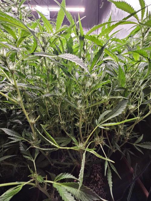 First Time in Coco... Send Help. Week 8