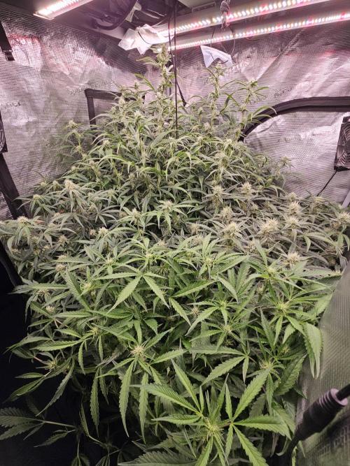 First Time in Coco... Send Help. Week 8