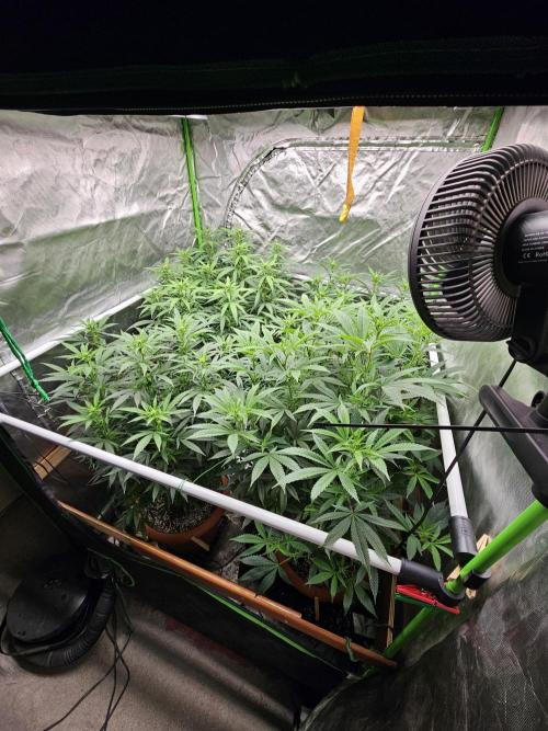 Three Sisters and a Tourist. Week 21