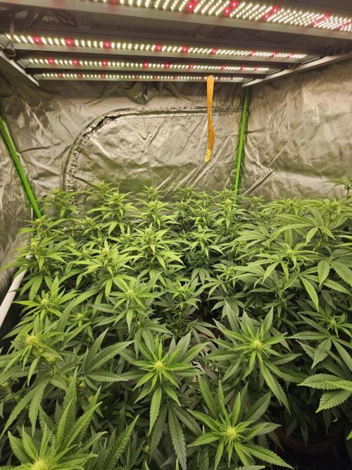 Three Sisters and a Tourist. Week 21