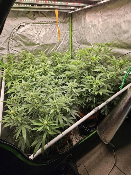 Three Sisters and a Tourist. Week 21