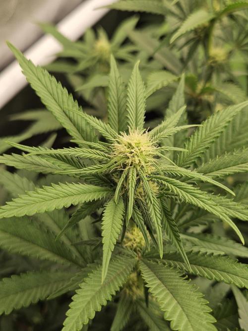 Three Sisters and a Tourist. Week 21