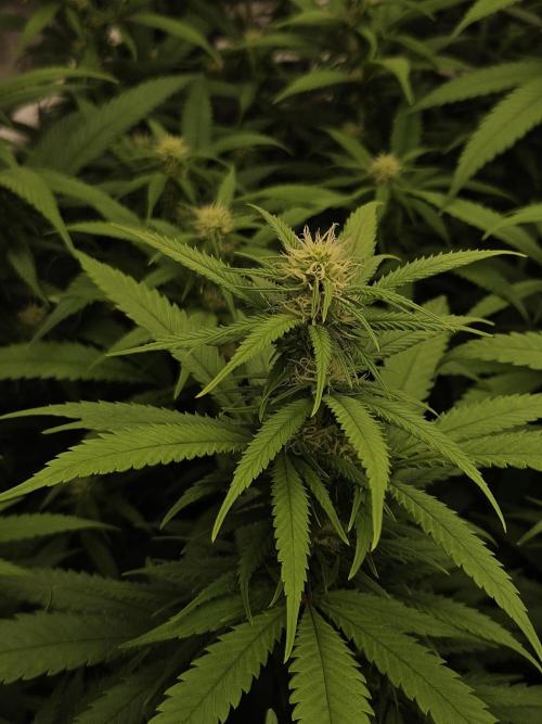 Three Sisters and a Tourist. Week 21