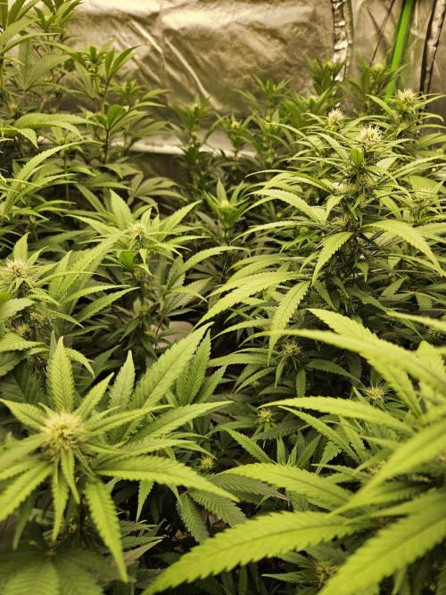 Three Sisters and a Tourist. Week 21