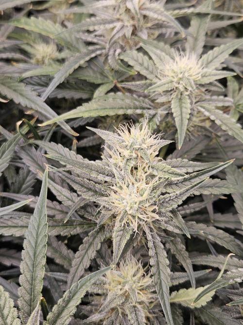 First Time in Coco... Send Help. Week 9