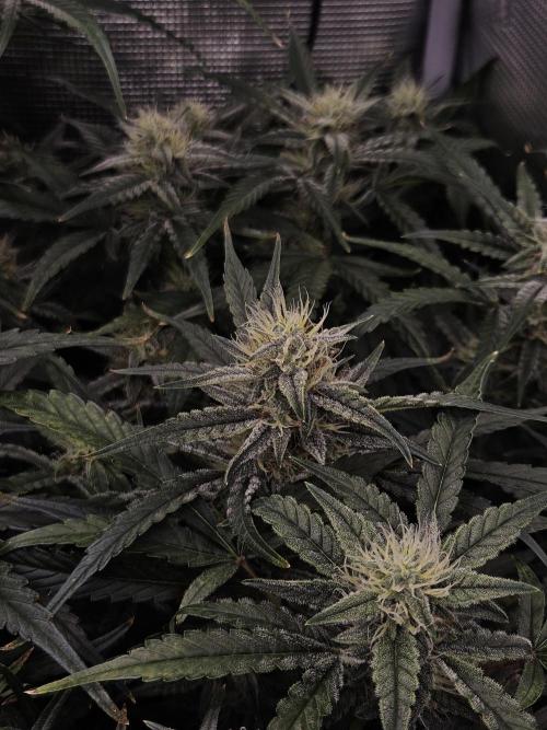 First Time in Coco... Send Help. Week 9