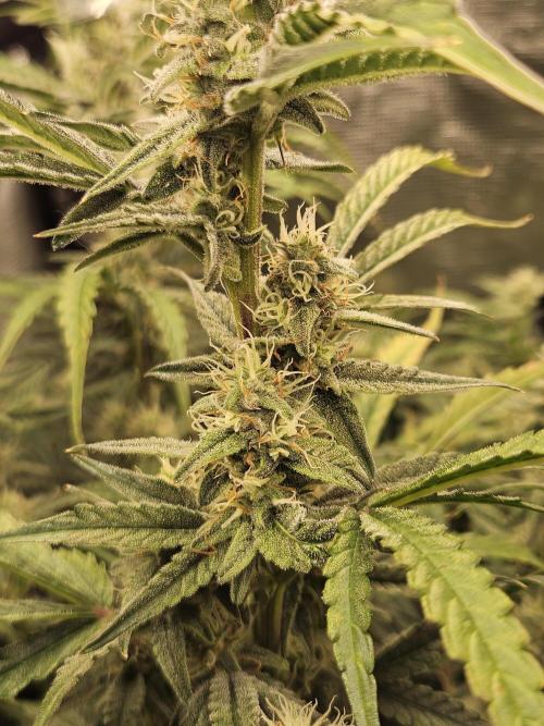 First Time in Coco... Send Help. Week 9