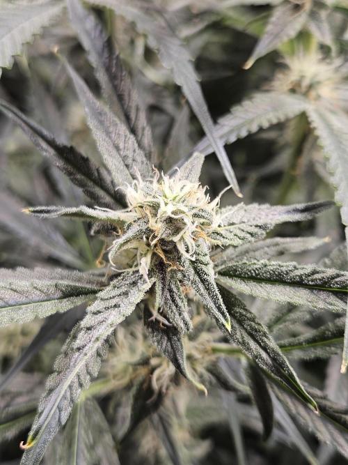 First Time in Coco... Send Help. Week 9