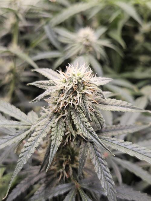 First Time in Coco... Send Help. Week 9