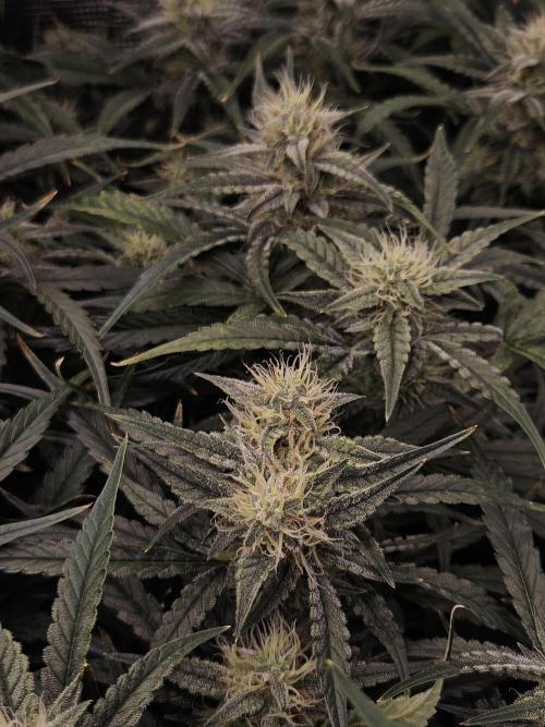 First Time in Coco... Send Help. Week 9