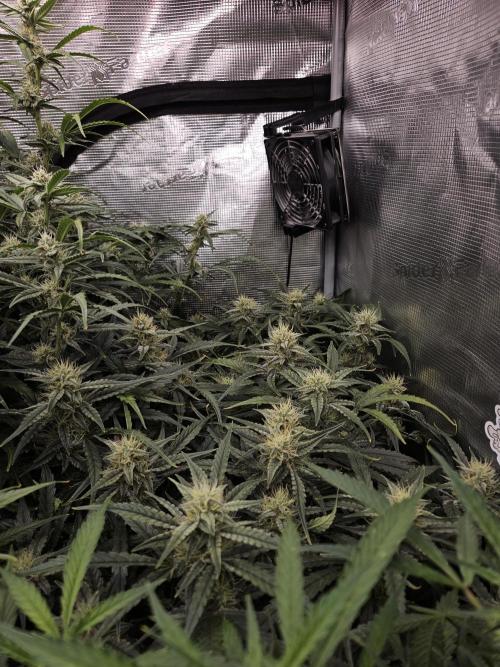 First Time in Coco... Send Help. Week 9