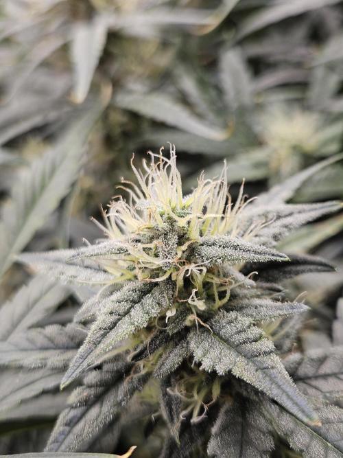 First Time in Coco... Send Help. Week 9