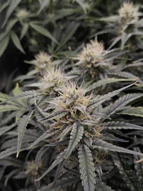 First Time in Coco... Send Help. Week 9