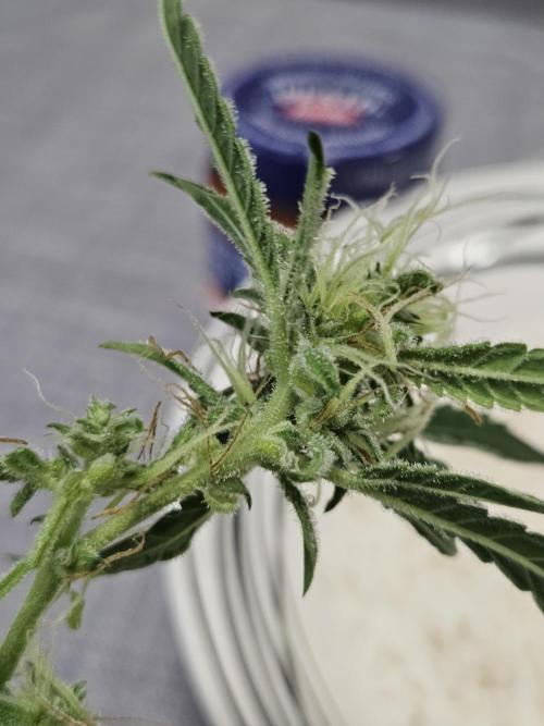 First Time in Coco... Send Help. Week 9