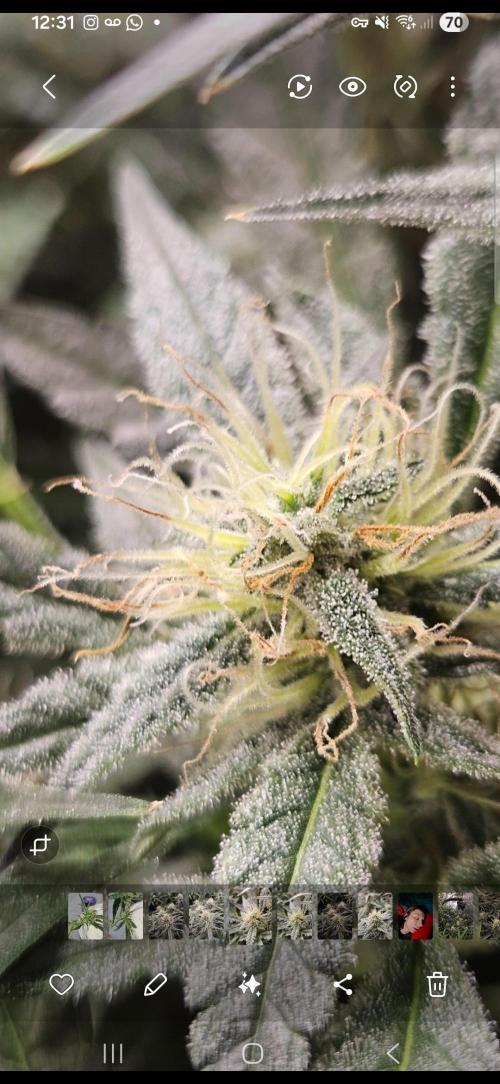 First Time in Coco... Send Help. Week 9