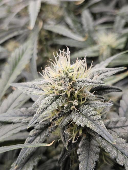 First Time in Coco... Send Help. Week 9