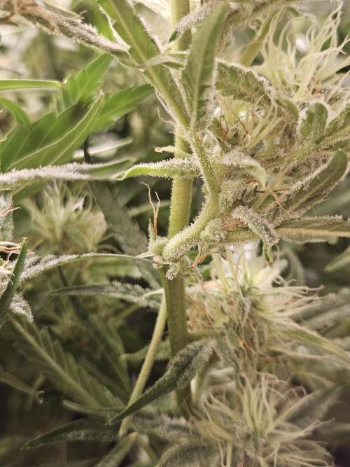 First Time in Coco... Send Help. Week 9