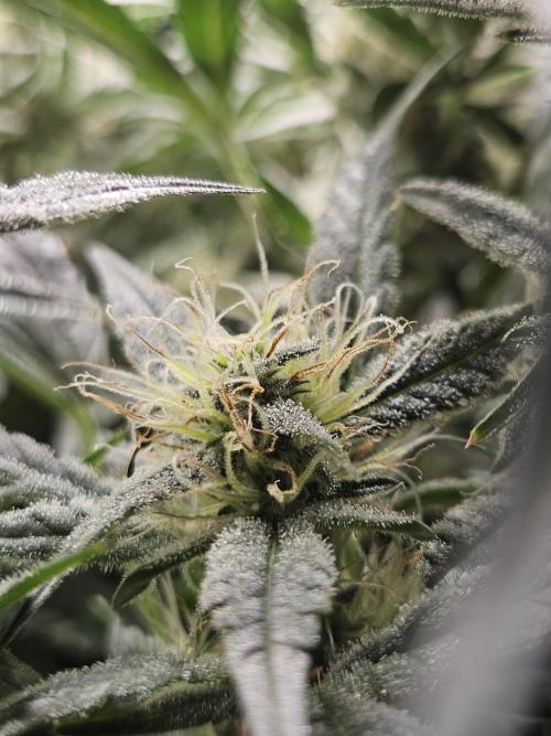 First Time in Coco... Send Help. Week 9