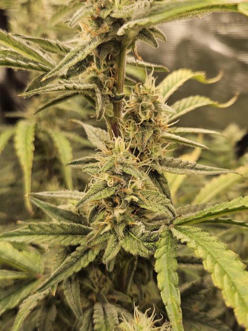 First Time in Coco... Send Help. Week 9