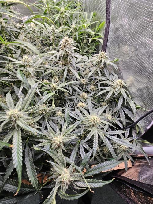 First Time in Coco... Send Help. Week 9