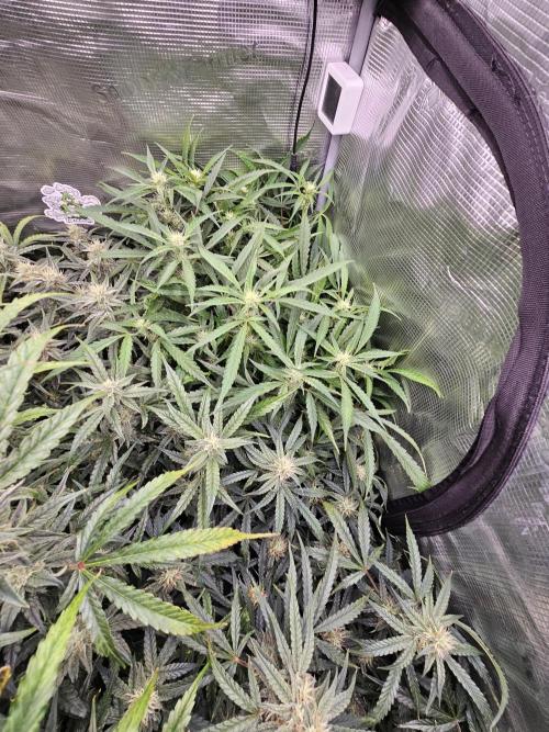 First Time in Coco... Send Help. Week 9