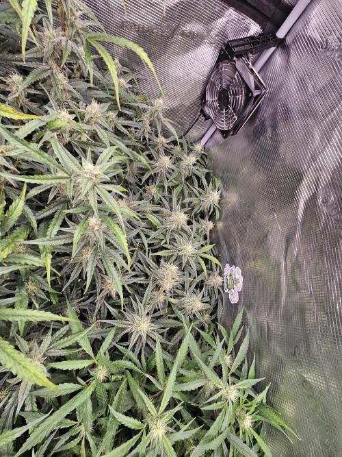 First Time in Coco... Send Help. Week 9