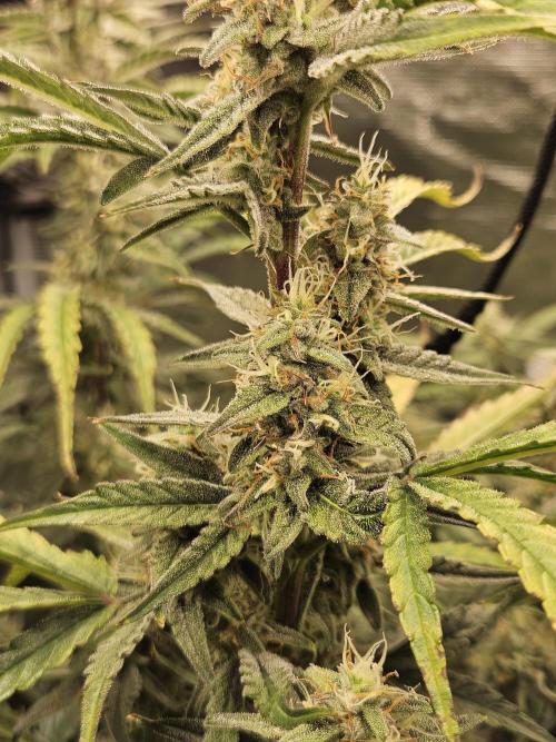 First Time in Coco... Send Help. Week 9