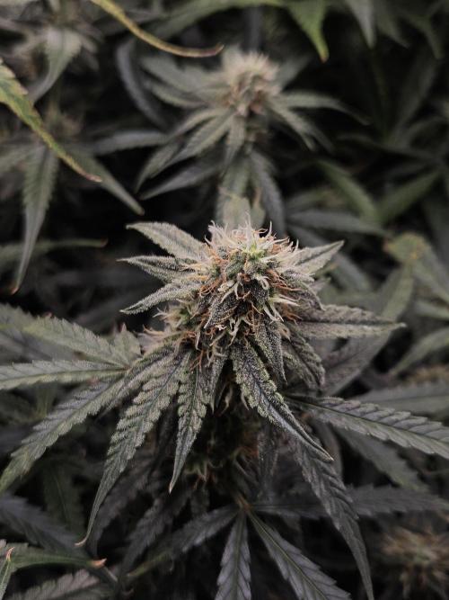 First Time in Coco... Send Help. Week 9