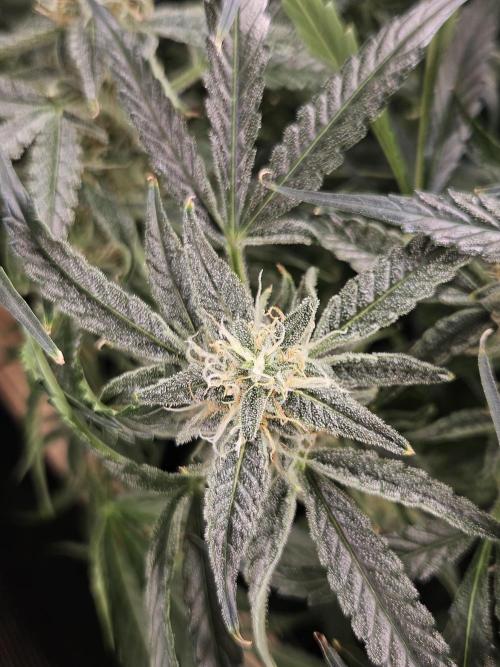 First Time in Coco... Send Help. Week 9