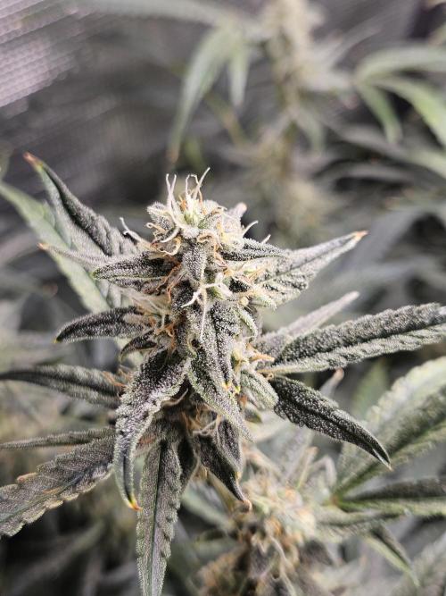 First Time in Coco... Send Help. Week 9