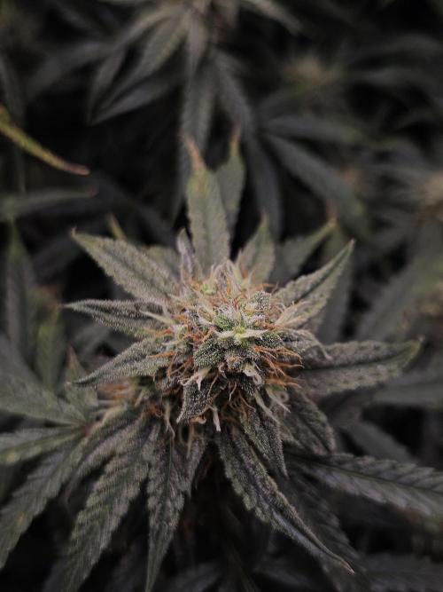 First Time in Coco... Send Help. Week 9