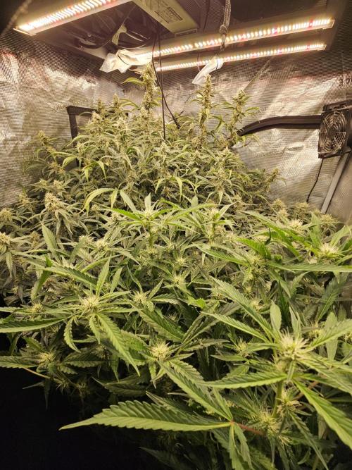 First Time in Coco... Send Help. Week 9