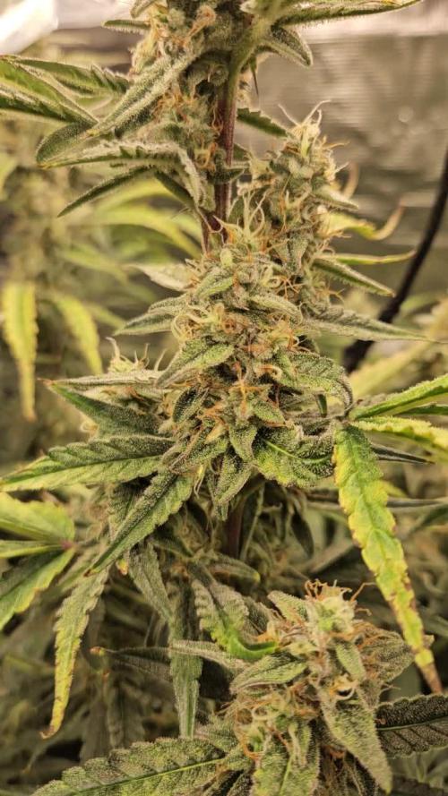 First Time in Coco... Send Help