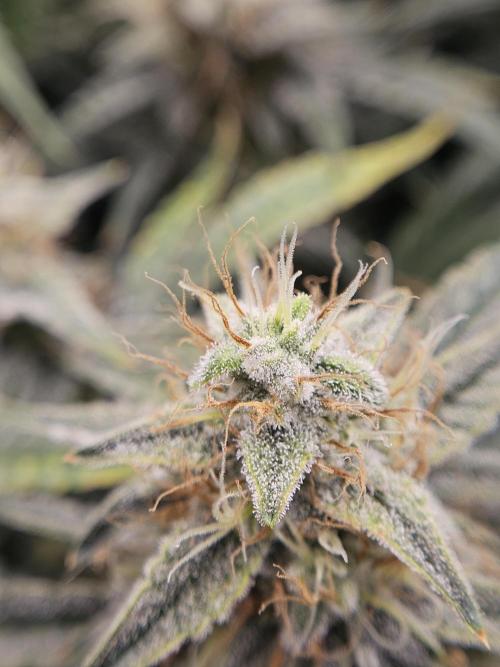 First Time in Coco... Send Help. Week 10