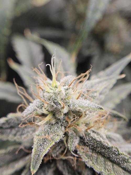 First Time in Coco... Send Help. Week 10