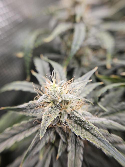 First Time in Coco... Send Help. Week 10