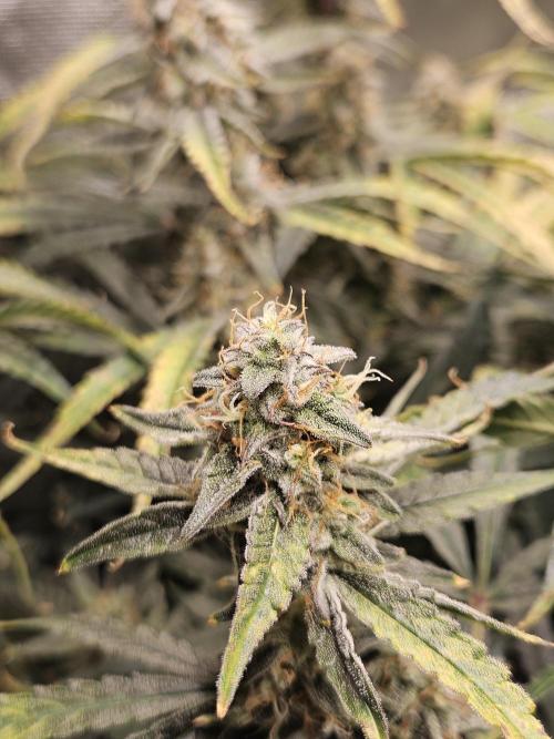 First Time in Coco... Send Help. Week 10