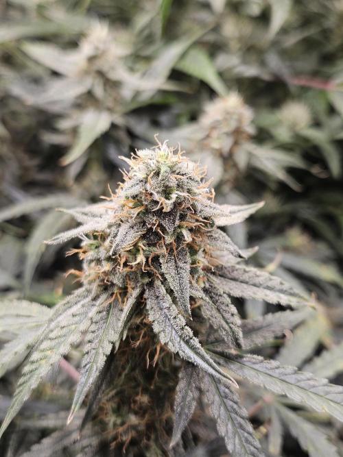 First Time in Coco... Send Help. Week 10