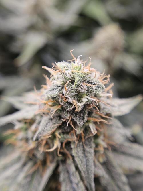 First Time in Coco... Send Help. Week 10