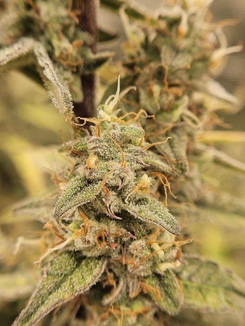 First Time in Coco... Send Help. Week 10