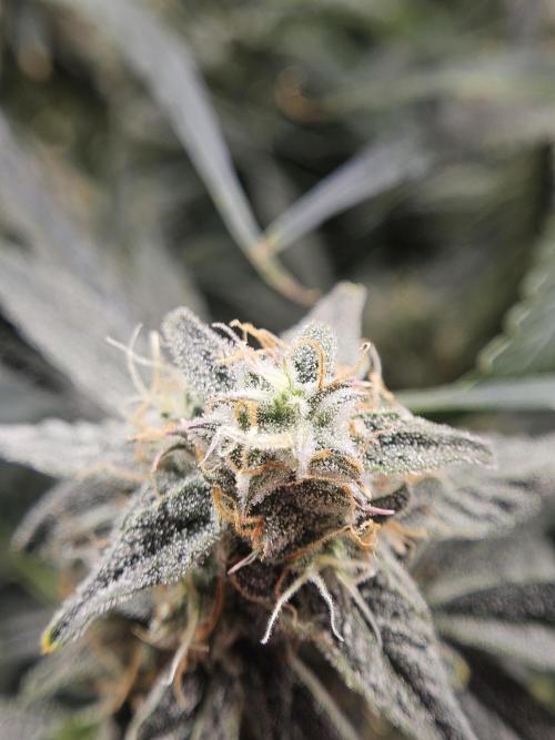 First Time in Coco... Send Help. Week 10