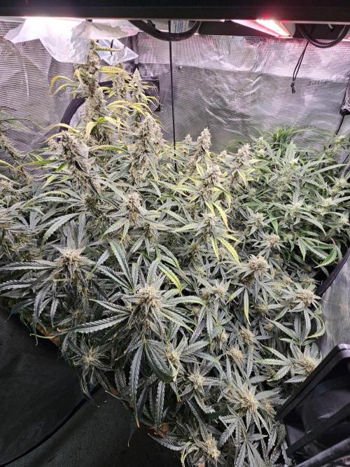 First Time in Coco... Send Help. Week 10