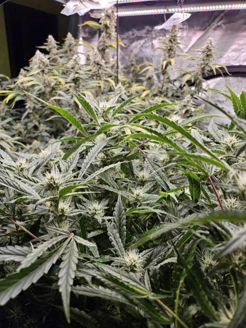 First Time in Coco... Send Help. Week 10