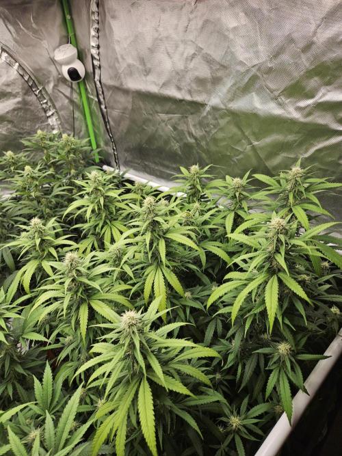 Three Sisters and a Tourist. Week 22